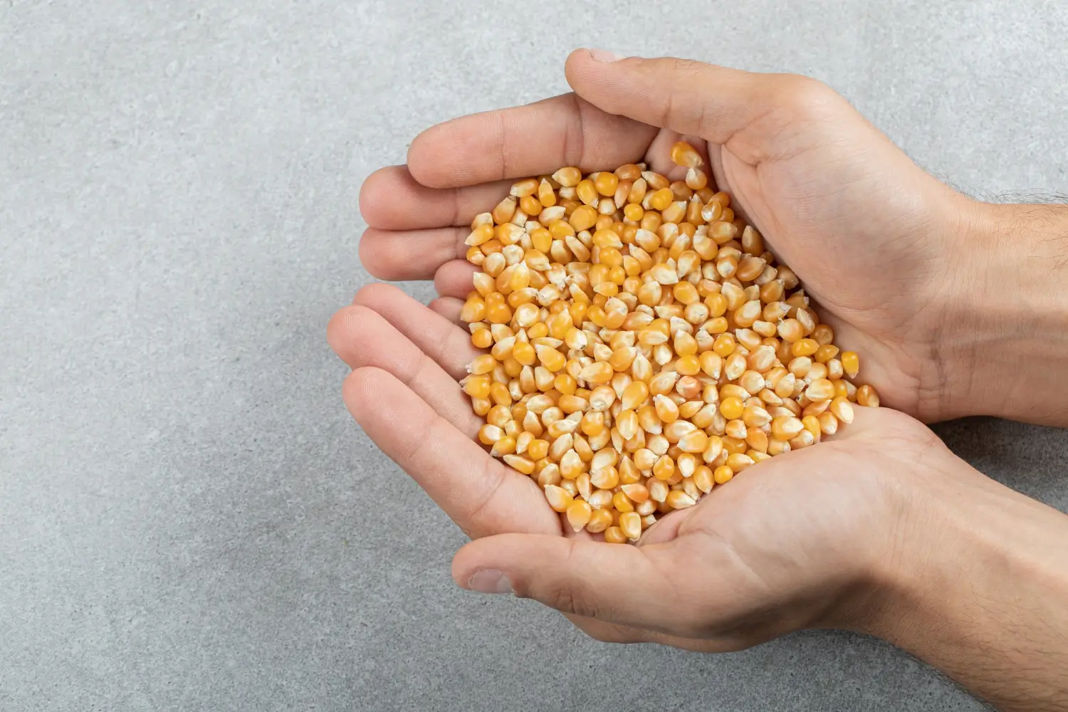 Maize Gluten