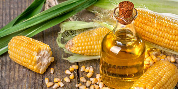 Maize (CORN) Germ