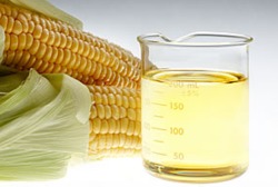 Maize (CORN) Germ